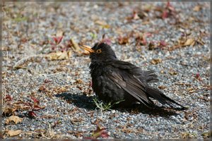 Jungvogel -DSC01988.jpg