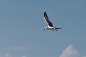 gaSDIM1407 Kopie.jpg