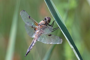 SDIM2214_libelle_04.jpg