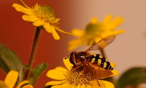 Wespe 2 011 auf Blume.jpg