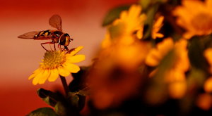 Wespe 2 013 in orange.jpg