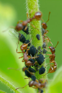 Ameisen 4.jpg