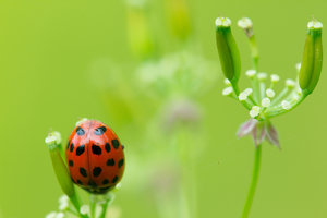 Marienkäferblüte.jpg