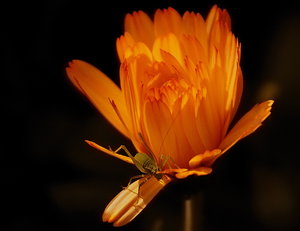 Mix2 114 Blümelein.jpg