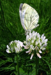 Kohlweißling2.jpg