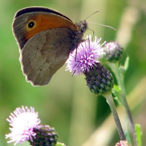 Schmetterling2.jpg