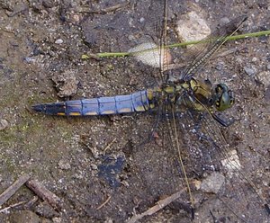 DSC04561 test 1 neu.jpg