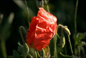 comp__DSC3474 -1.jpg