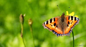 comp_DSC00057a_1.jpg comp_DSC00057a_1.jpg