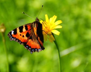 comp_DSC00058_5a.jpg comp_DSC00058_5a.jpg