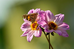 schm55.jpg schm55.jpg