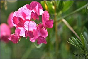 comp__DSC3496 -1.jpg