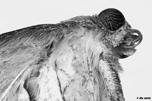 500k_2012-06-29-06.55.34 ZS PMax_02_filtered3sw.jpg