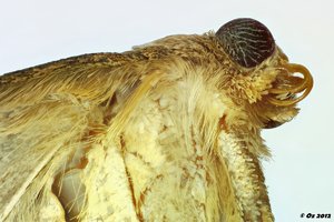 500k_2012-06-29-06.55.34 ZS PMax_02_filtered3.jpg