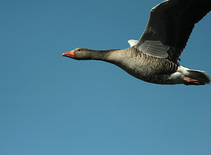 IMG_8787.jpg IMG_8787.jpg