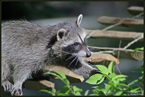 Sample 56.jpg Sample 56.jpg