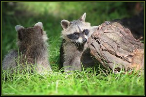 Sample 60.jpg Sample 60.jpg