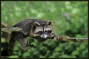 Sample 61.jpg Sample 61.jpg