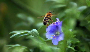 Biene im Blumenfeld 138 3.jpg