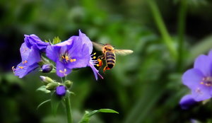 Biene im Blumenfeld 143 2.jpg