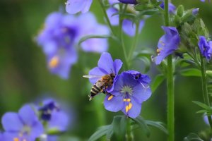 Postkarten 500 kbBiene im Blumenfeld 140  4.jpg