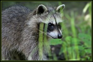 Sample 66.jpg Sample 66.jpg