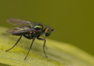 _MG_8729flige.jpg _MG_8729flige.jpg