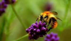 Hummel Hummel 029  2.jpg