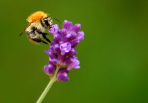 Hummel Hummel 017 3.jpg