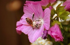 Honigbiene 500 kbHonigbiene und Hummel 134 2 Honigbiene.jpg