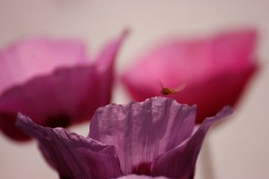 Postkarte 1 und 2 500 kbbestäubte Hummel 106 Postkarte.jpg