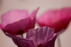 Postkarte 1 und 2 500 kbbestäubte Hummel 107 Postkarte 2.jpg