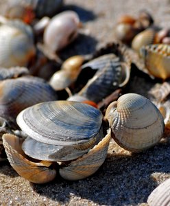 Muschel 01.jpg
