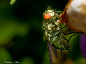 SDIM6344.jpg SDIM6344.jpg