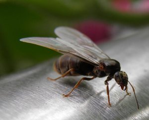 Kopie von P7053203.JPG