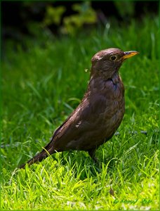 Amsel 3.jpg
