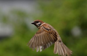 Feldsperling im Flug.jpg