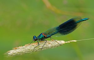 Gebänderte Prachtlibelle-1_bearbeitet-1.jpg