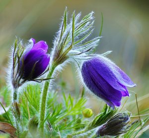 Gewöhnliche Küchenschelle 2.JPG