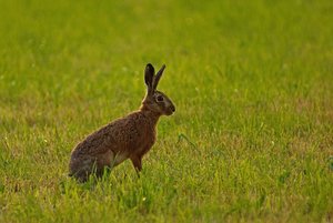 Feldhase (2)_bearbeitet-1.jpg