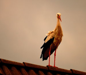 auch Storch 085 1.jpg auch Storch 085 1.jpg