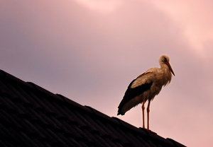 auch Storch 093 2.jpg auch Storch 093 2.jpg