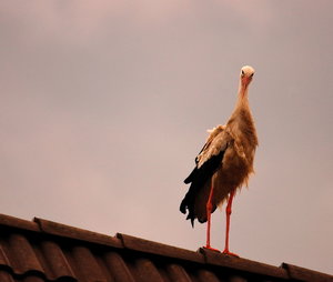 auch Storch... 3.jpg auch Storch... 3.jpg