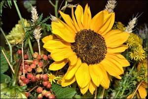 comp__DSC4029 -1.jpg