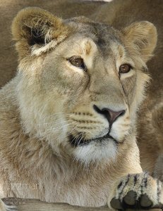 jm_London_Zoo_2012_7_web.jpg jm_London_Zoo_2012_7_web.jpg