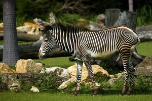 comp_BBBU7563.jpg comp_BBBU7563.jpg