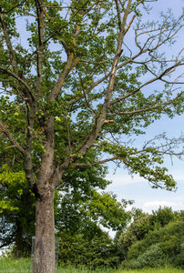 Regensburg Weiher-2.jpg