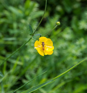 Regensburg Weiher-4.jpg