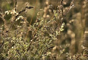 comp__DSC3489 -1.jpg