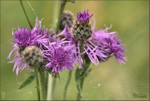 comp__DSC3471 -1.jpg